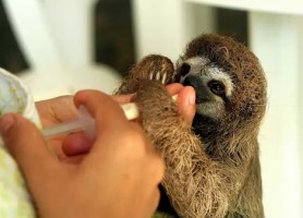 Baby Sloths at Slothville in Costa Rica
