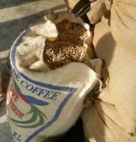Costa Rica Coffee Exports