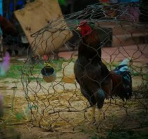 Gamecock