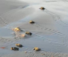Baby Sea Turtles