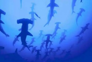 Hammerhead Sharks
