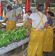 banana exports latin america