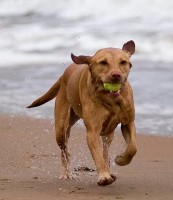 dog beach costa rica