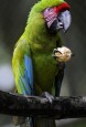 green macaw ara ambiguous costa rica
