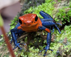 Strawberry poison dart frog in Costa Rica