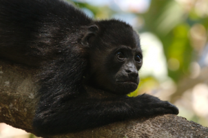 Howler monkey at Nosara Wildlife Refuge