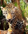 Jaguar, image by Wikipedia