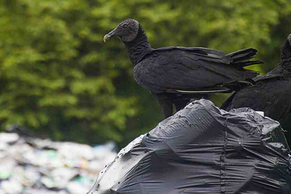 Garbage