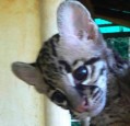 Osa Wildlife Sanctuary, Lola the ocelot