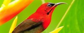 Christmas Bird Count at Veragua
