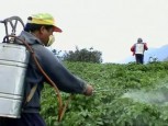 Pesticides in Costa Rica