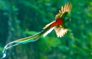 Quetzal
