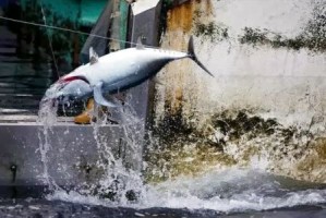 Longline tuna haul. Source: Greenpeace.