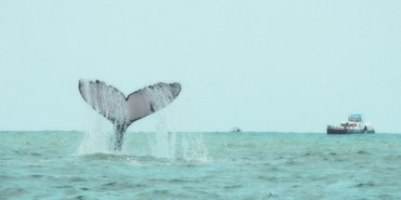 Whale Watching Costa Rica