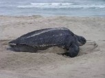 A leatherback sea turtle on shore in Costa Rica to nest.