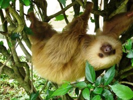 Sloth