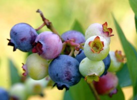 Blueberries