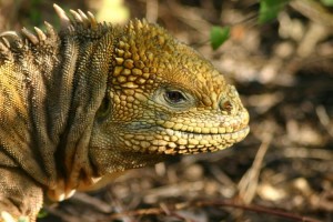 "Galápagos land iguana" by Charlesjsharp - Own work. Licensed under CC BY-SA 3.0 via Commons