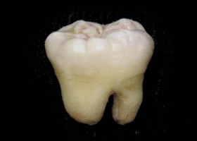 Wikimedia Commons