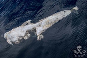 Source: Sea Shepherd