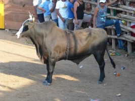 Toro 1