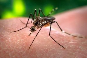 Zika is spread by the Aedes aegyptie mosquito (Wikimedia Commons)