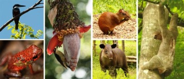 Upper left: Ringed kingfisher. Bottom left: Strawberry poison-dart frog. Center left: A bunch of bananas and a black-cheeked woodpecker. (Aforementioned photos by Kenshiro Imamura.) Center-right top: Agouti. Center-right bottom: Baird's tapir. Right: Brown-throated tree-toed sloth. Source: JICA