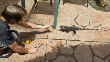 Coady iguana
