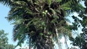 Tagua palm tree, Ecuador; Facebook.