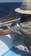 Park guards measure one of the dead sharks to learn more about the animals. Photo by Geiner Golfín, park ranger.