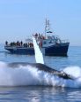 A whale watching excursion in Chile's far south, source Facebook.