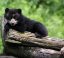 A spectacled bear cub, source Facebook.