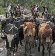 costa rica beef butcher meat cuts steak