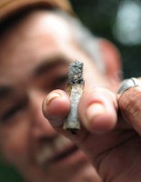 Decriminalization of Marijuana Costa Rica