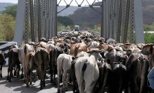cows in nicaragua