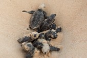 hawksbill turtles el salvador