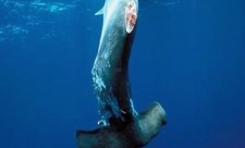 shark finning in costa rica