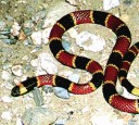 Coral Snake of Costa Rica
