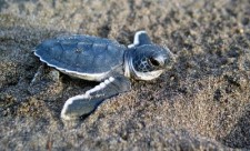 Costa Rica Protect Sea Turtles