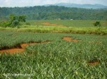 Pineapples and rainforest in Costa Rica, image by Deutsche Welle