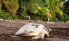 Sea turtle in Tortuguero National Park, Costa Rica