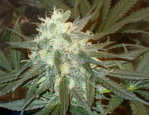Marijuana