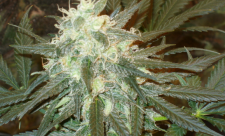 Marijuana