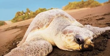 Olive Ridley Sea Turtle
