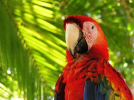 Scarlet Macaw at Playa Nicuesa Rainforest Lodge