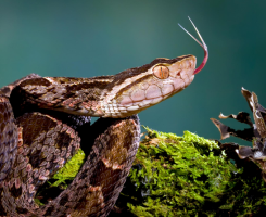 fer-de-lance snake Costa Rica