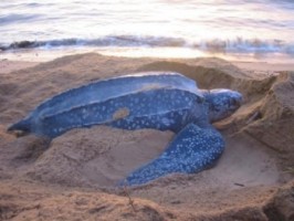 Leatherback Sea Turtle