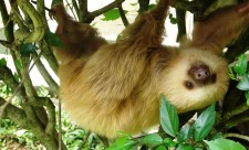 famous Costa Rican sloths