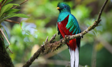 Costa Rica Birdwatching