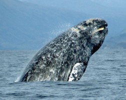 Wikimedia Commons